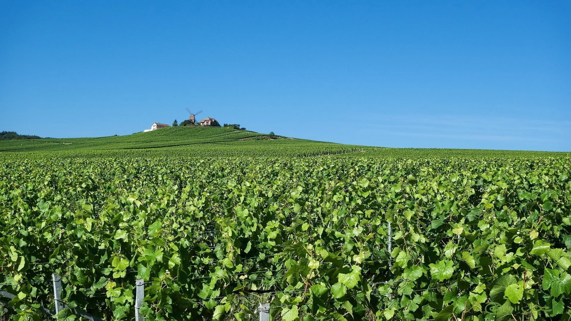 Moulin de Verzenay champagne g.h. mumm
